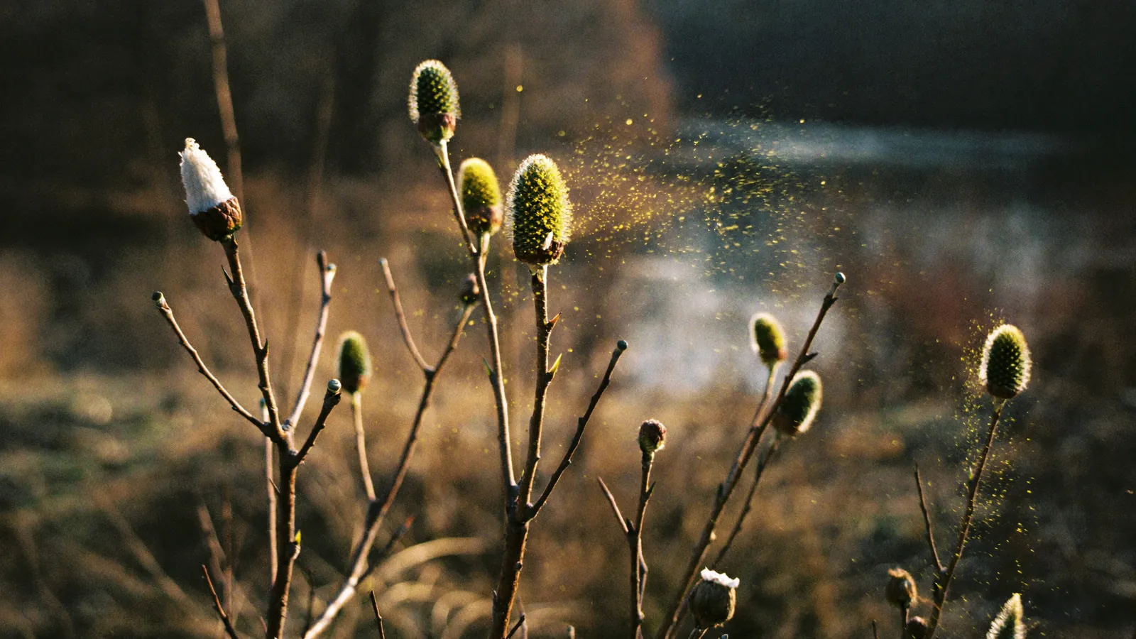 Blühende Zweige im tiefen Gegenlicht, aus einem Kätzchen stäubt eine feine Pollenwolke
